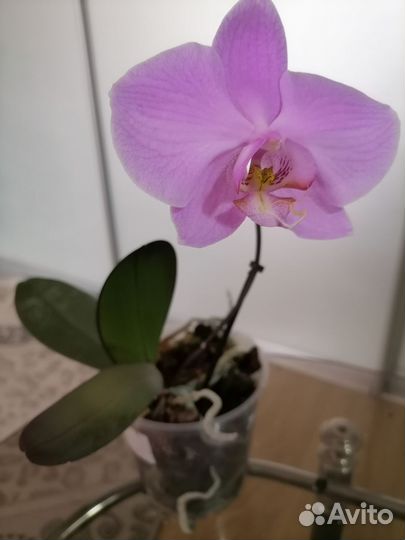 Орхидея фаленопсис подросток