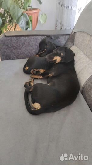 Щенки таксы