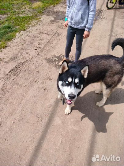 Сибирский хаски