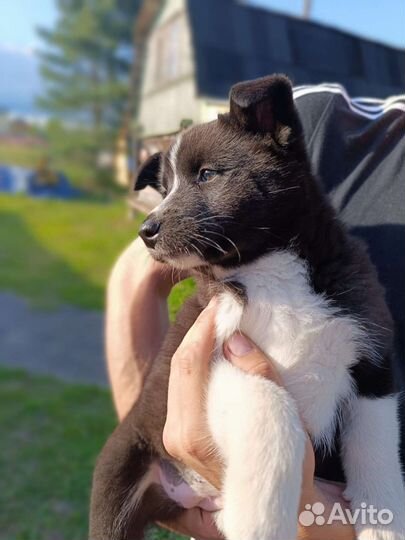 Щенок русско европейской лайки