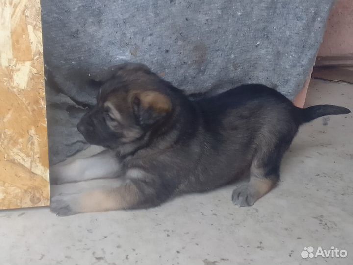 Домашние животные бесплатно собаки щенки