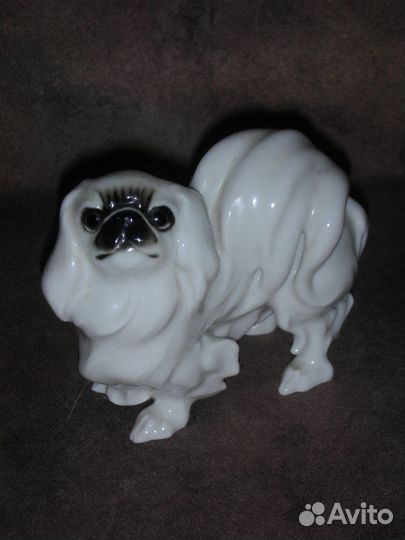 Японский Хин - Пекинес