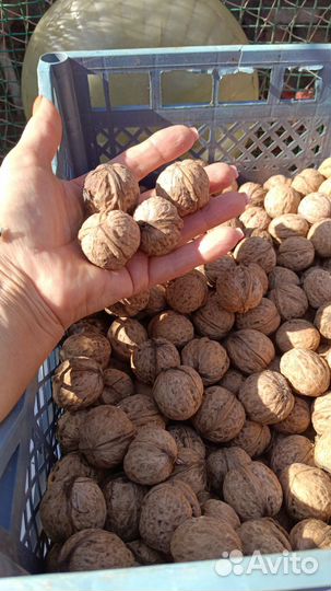 Орех грецкий