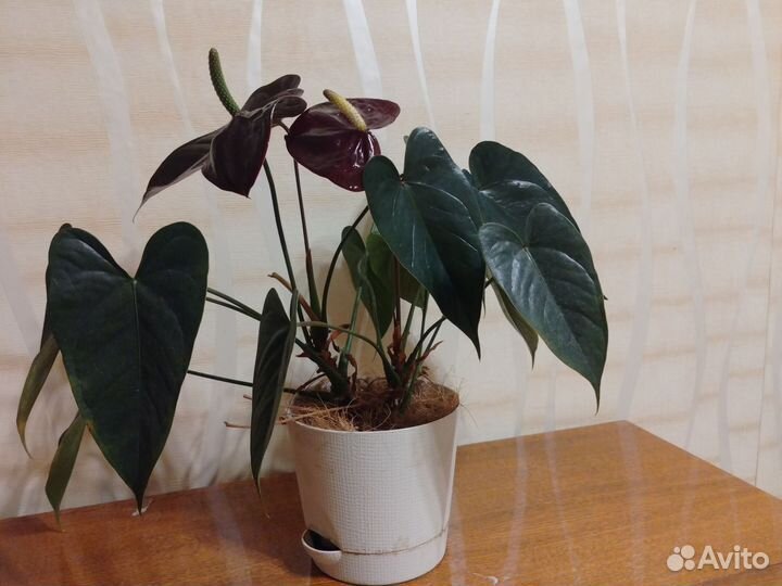 Комнатные цветы антуриум