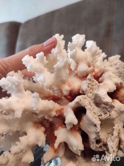 Живые кораллы