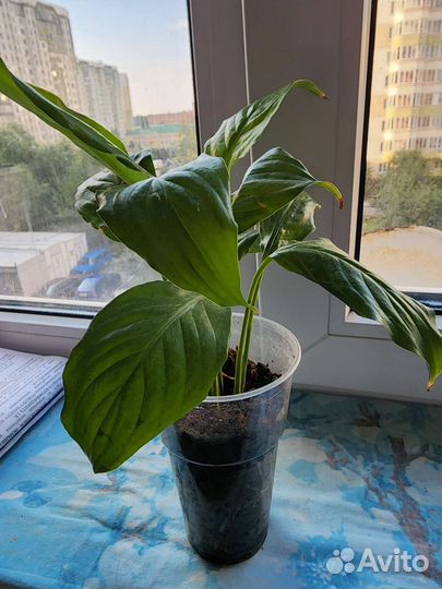 Спатифиллум