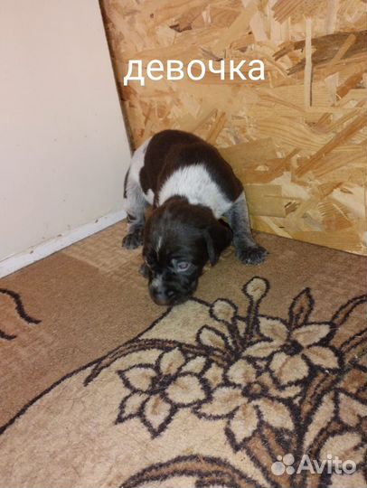 Щенки дратхаара нсо, р. п. Колывань
