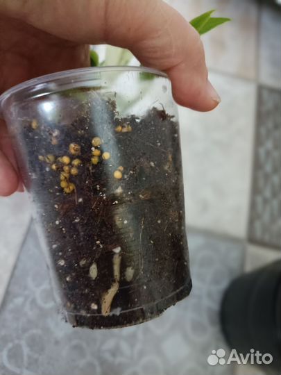 Антуриум вариегатный