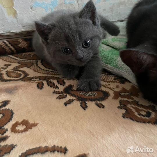 Шотландские котята