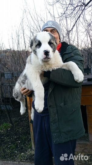 Среднеазиатская овчарка