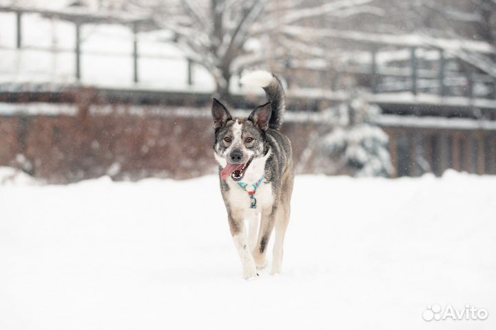 Собака в добрые руки