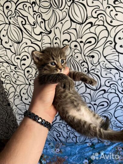 Кошка в дар бесплатно
