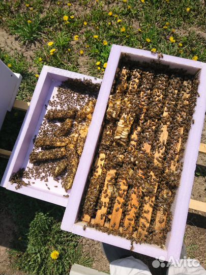 Пчелопакеты 2023г Дальневосточная порода