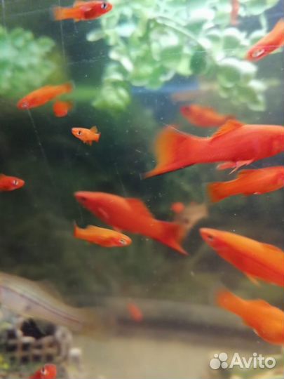 Рыба Миченосцы