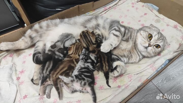 Британские вислоухие котята