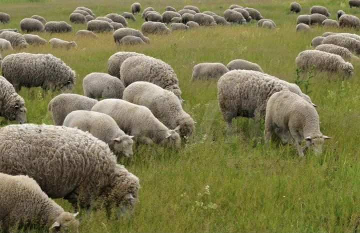 Участок 49 га (СНТ, ДНП)