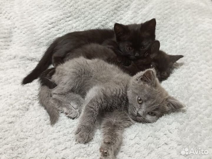 Шотландская