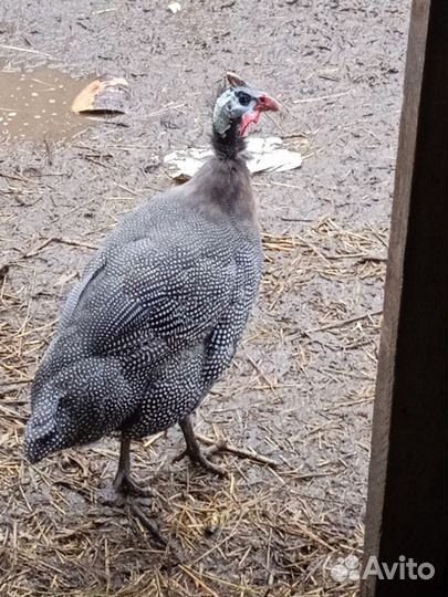 Цесарки пара