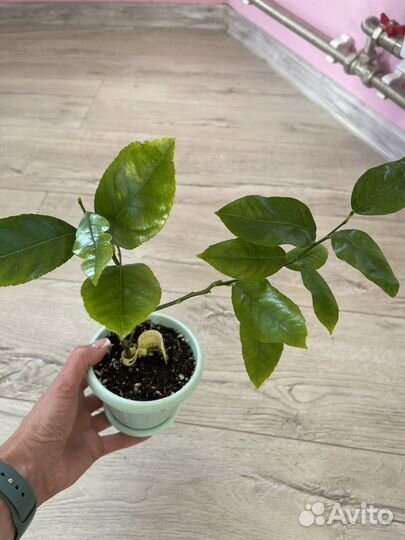 Цитрусы плодоносящие разные