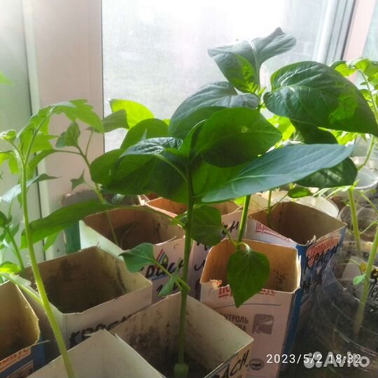 Рассада помидор и перцев