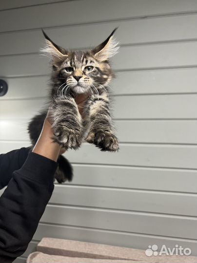 Котята мейн-кун полидакт