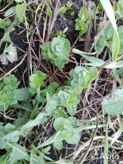 Цветы садовые, клубника, вишня, малина