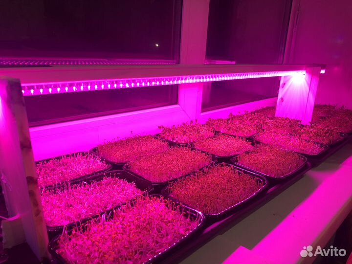 Микрозелень