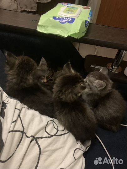 Кошки в добрые руки