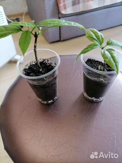 Клеродендрум томпсон