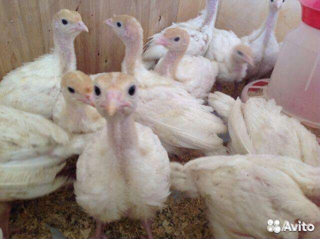 Индюки индюшата
