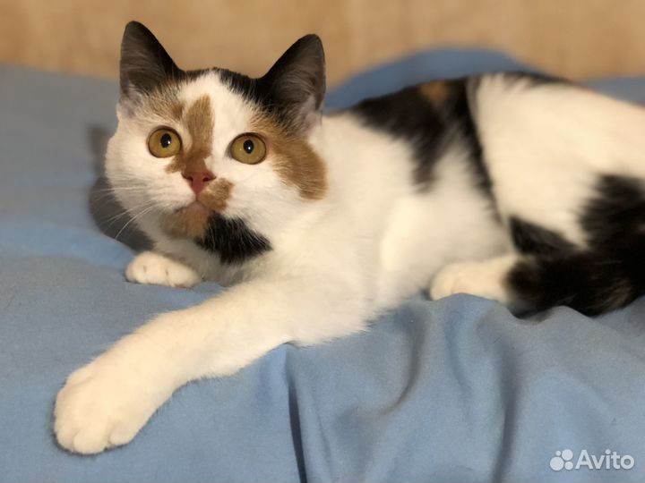 Юная кошечка с блестящей шестью