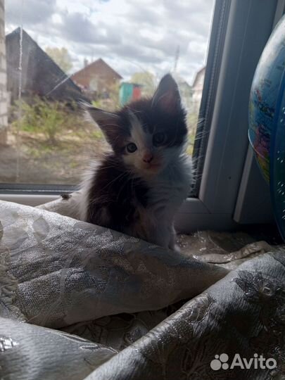 Котята в дар
