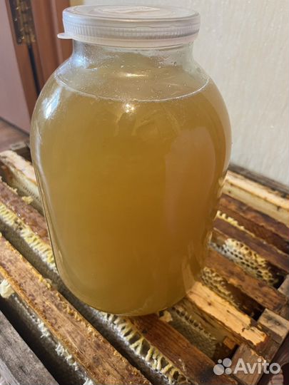 Мед 2023 года (Липа,Рабс )