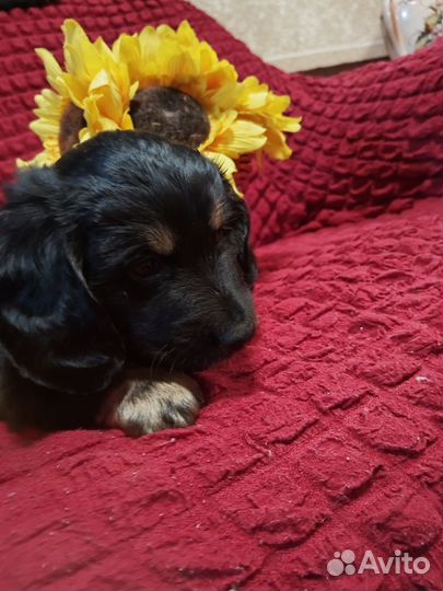 Щенки таксы бесплатно в добрые руки