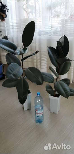 Фикус каучуконосный большой