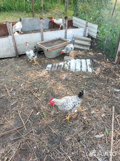 Молодые петушки