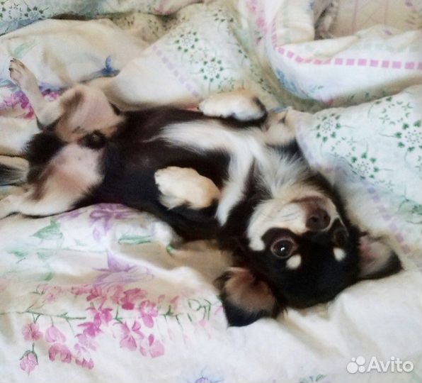 Чихуахуа приглашает на вязку