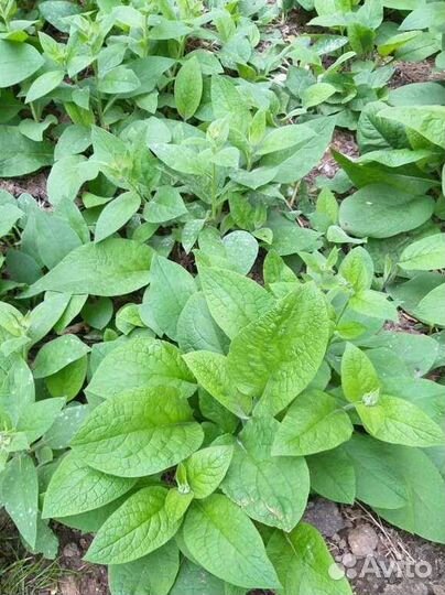 Окопник Кавказский