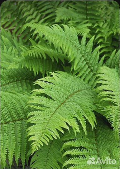 Папоротник садовый