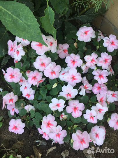 Бальзамин уоллера