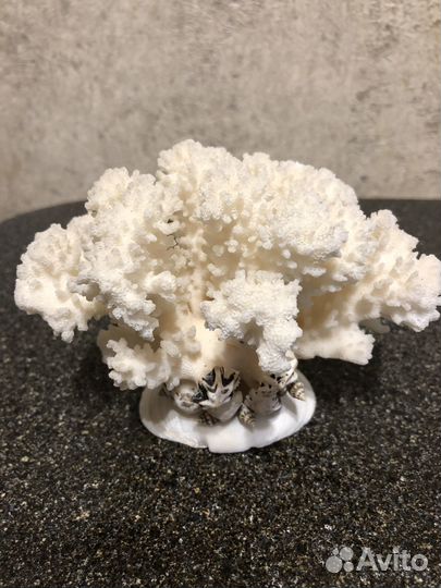 Кораллы для аквариума