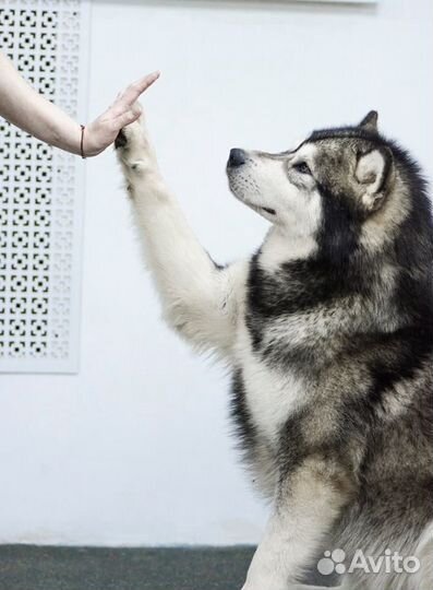 Кобель маламута для вязки