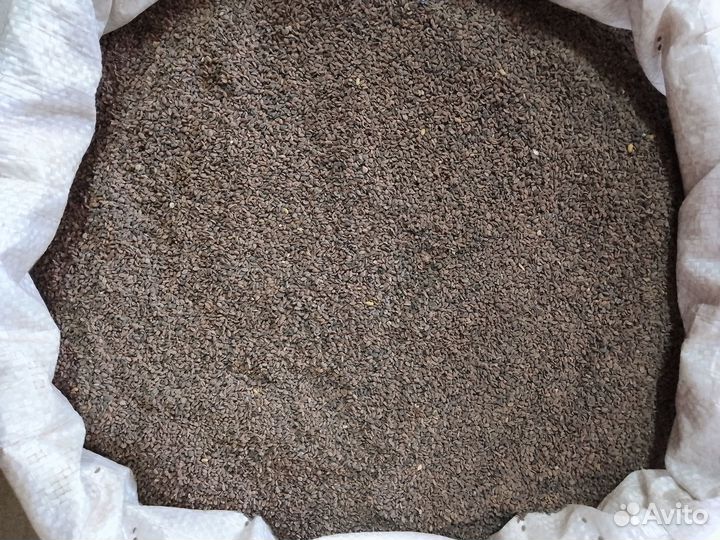 Семена фацелии