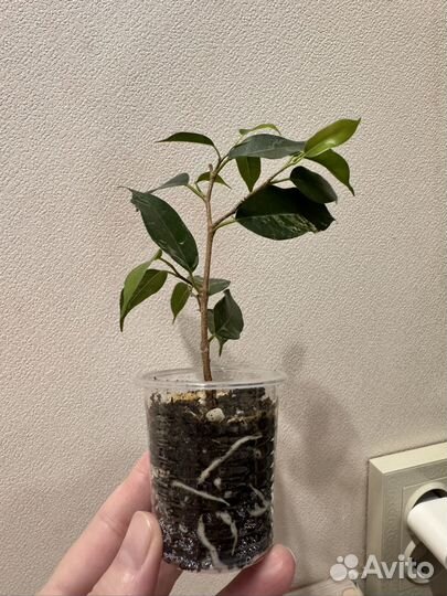 Фикус бенджамина Сафари