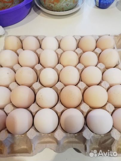 Продам И. Я. Бройлера Росс 308