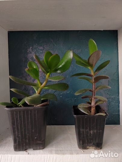 Толстянка (денежное дерево)