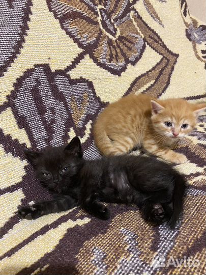 Котята в добрые руки