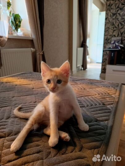 Котёнок в добрые руки бесплатно