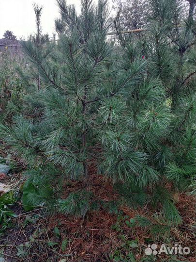 Саженцы кедра / кедр / кедр сибирский