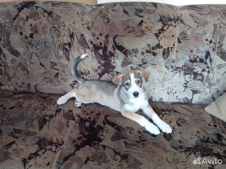 Отдам щенков